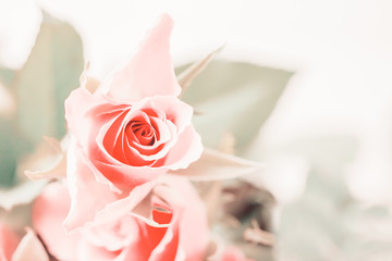 Pink rose on a light background. Pastel