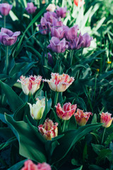 Fototapeta premium Beautiful multi-colored tulips grow in the ground, garden. flower bed in spring. day the sun shines