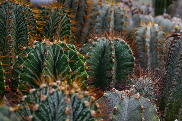 Cactus plants or Astrophytum asterias is a species of cactus plant in the genus Astrophytum at cactus farm. Nature Green Cactus Pot. Cactus patterns. Cactus plants Astrophytum with blurred background. - 242374966
