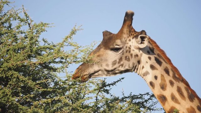 slow motion close shot of a giraffe feeding on an acacia tree at serengeti national park in tanzania- originally recorded at 180p