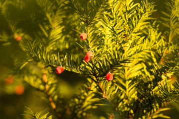 blur.coniferous tree in the sun, fir-tree, fir, with red fruits. botanical garden, protected