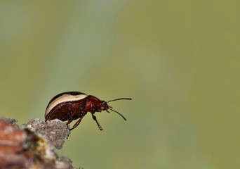 A tiny leaf beetle (Calligrapha bidenticola) is busy as it makes its way to the end of a piece of tree bark with seemingly nowhere else to go. Photo taken in Houston, TX.