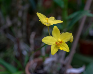 Orchid blooms