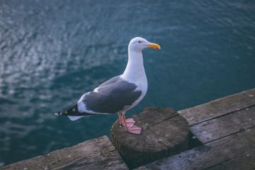 Curious Gull