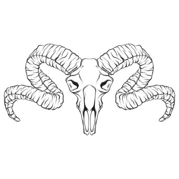 Vector hand drawn illustration of ram skull isolated. Tattoo artwork. Template for card, poster, banner, print for t-shirt, pin and badge