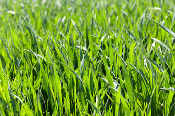 Cereal field, small depth of field