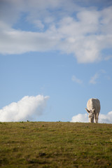 Donkey Grazing in a Field