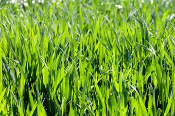 Cereal field, small depth of field