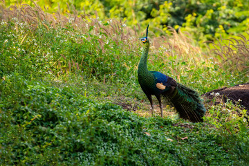 Male Peacock show with spread wings in profile