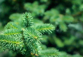 Branch of a spruce