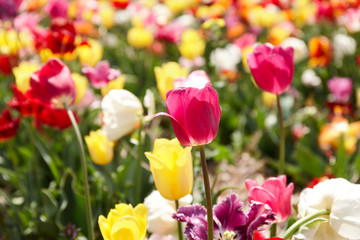 Blooming tulips at the plantation. Breeding of tulips for bulbs