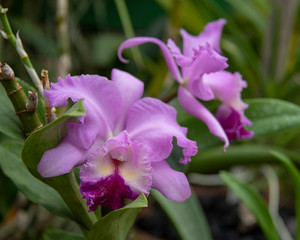 Orchid blooms