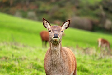 Naklejka na ściany i meble Close up photo of a beautiful red deer (Cervus elaphus) hind.