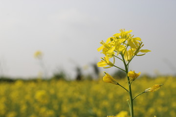 indian village flowers