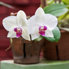Orchid blooms