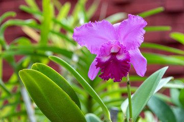 Orchid blooms