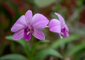 Orchid blooms