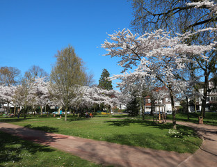 Cherry Trees with flowers - Square Tivoli - Strasbourg