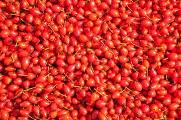 Background of red rose hips