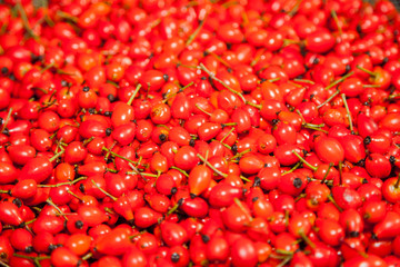 Background of red rose hips