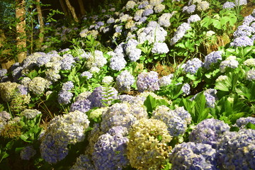 food, bar, natal, forest