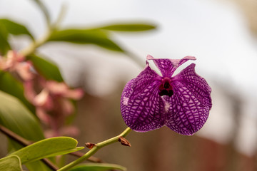 Naklejka na ściany i meble Orchid blooms
