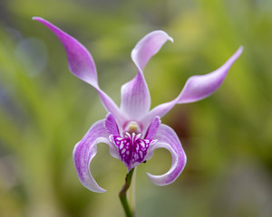 Orchid blooms