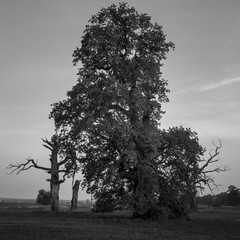 Stary Dąb z Rogalina © Piotr Szpakowski