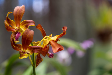 Fototapeta na wymiar Orchid blooms