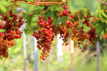 ripe grapes harvest in vineyard