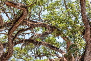 Closeup low angle, looking up view of tall southern live oak tree perspective with hanging Spanish...