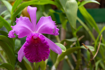 Orchid blooms