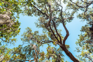 Closeup low angle, looking up view of tall southern live oak tree perspective with hanging Spanish moss in Bonaventure Cemetery Savannah, Georgia