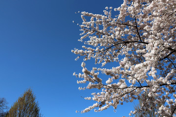 Cherry Trees with flowers - blue sky - Spring