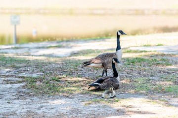 Family with baby gosling goose birds chick on lawn grass plants, cute adorable wildlife animals
