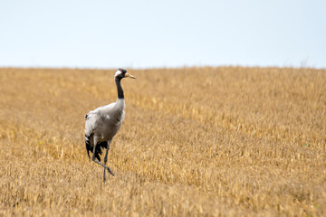 eurasian cranes land on a harvested korn field