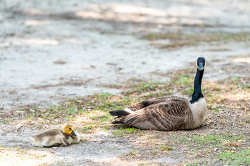 Family mother with baby gosling goose birds chick on lawn grass eating grazing grass plants, cute adorable wildlife animals
