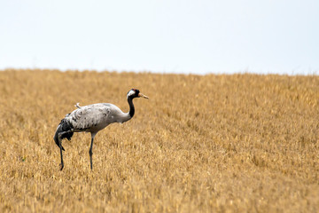 Fototapeta premium eurasian cranes land on a harvested korn field