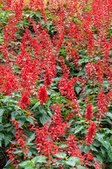 flower bed of bright red blooms
