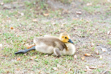 Closeup of one baby gosling goose bird chick on lawn grass lying down in sunlight with cute adorable eyes and flippers