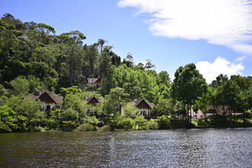 Obraz premium forest