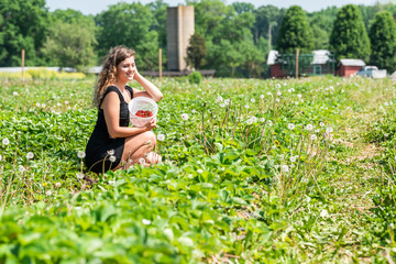 Young happy woman sitting picking strawberries in green field rows farm with basket of red berries fruit in summer