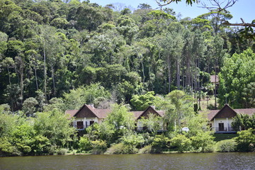 Obraz premium forest