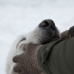 Young girl play with Tatra Shepherd Dog in winter snowy garden.