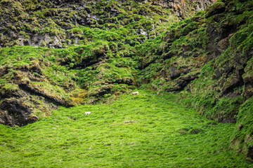 Icelandic sheep grazing on green meadow pasture field with hill, mountain rocky cliff in Iceland summer in Vik