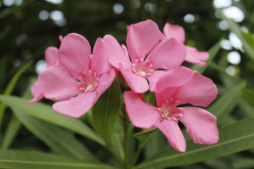 oleander flower in the garden / close up of sweet oleander flower blooming in the spring garden...