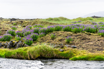 Colorful purple lupine flowers in Iceland with valley river stream and many plants landscape