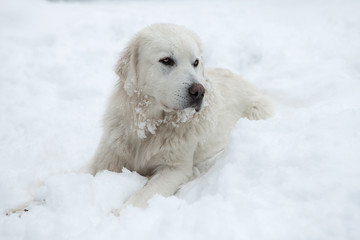 Young Tatra Shepherd Dog in winter snowy garden.