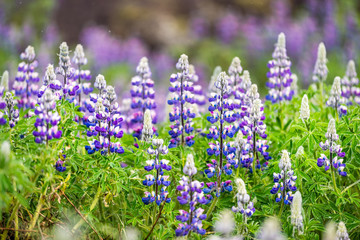 Fototapeta premium Closeup of colorful blue and purple wet lupine flowers in Iceland with blurred background bokeh and detail texture of blossoms during rain