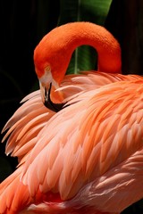 Pink Flamingo